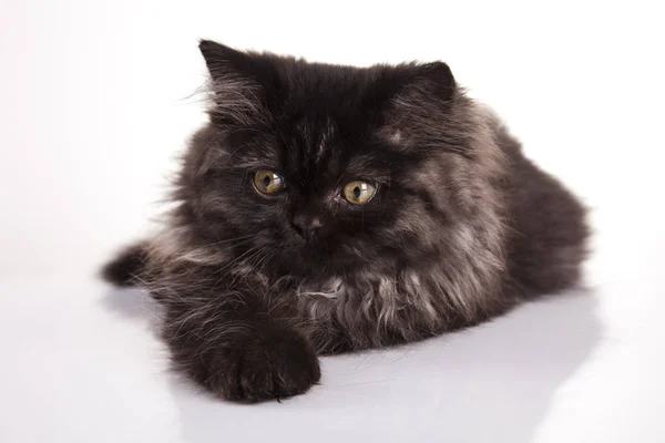 Katze Das Kleine Pelzige Tier Mit Vier Beinen Und Einem — Stockfoto