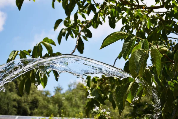 Spruzzi Acqua Foglie — Foto Stock