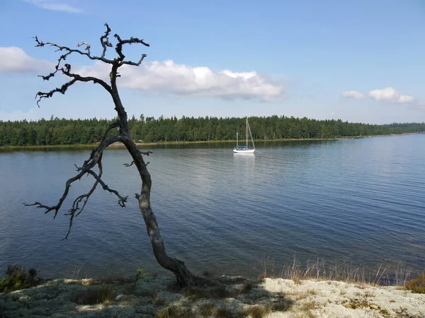Niesamowita Przyroda Skandynawii Podregion Europie Północnej — Zdjęcie stockowe