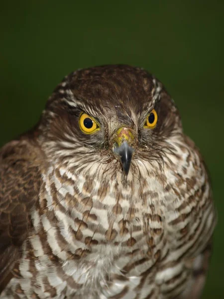 Vogelbeobachtung Niedlicher Vogel Wilder Natur — Stockfoto