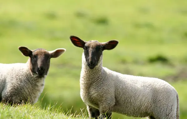 Ovejas Domésticas Pasto — Foto de Stock