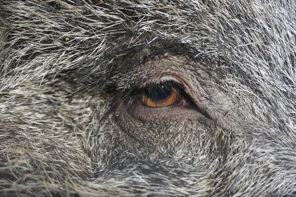 가을에 먹이를 멧돼지 — 스톡 사진