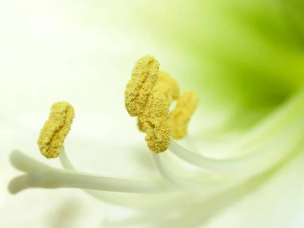 Amaryllis Flower Petals Flora Bloom — Stock Photo, Image