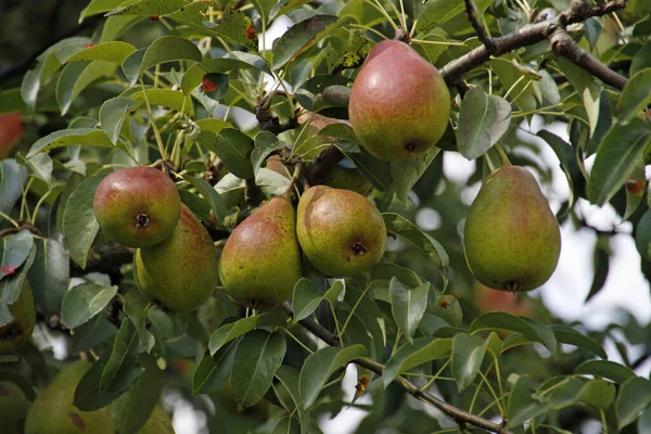 Peras Buen Louise Avranches — Foto de Stock