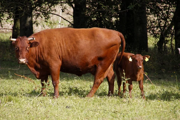 Red Brown Cow Veal — Stock Photo, Image