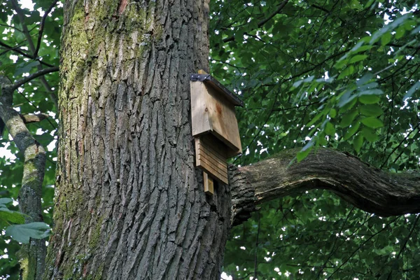 Fledermauskasten Einem Baum — Stockfoto