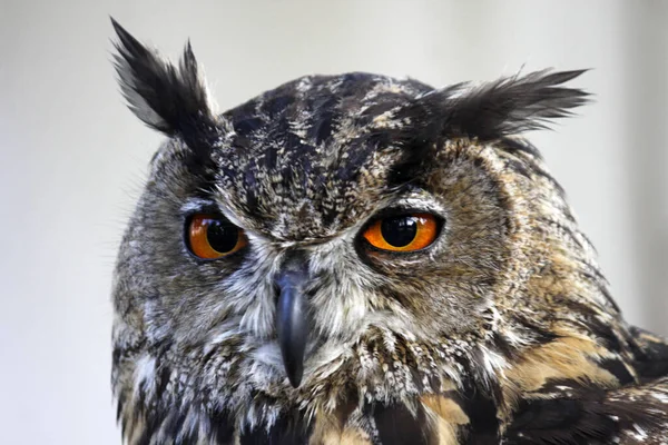 野鳥を間近で見ることができます — ストック写真