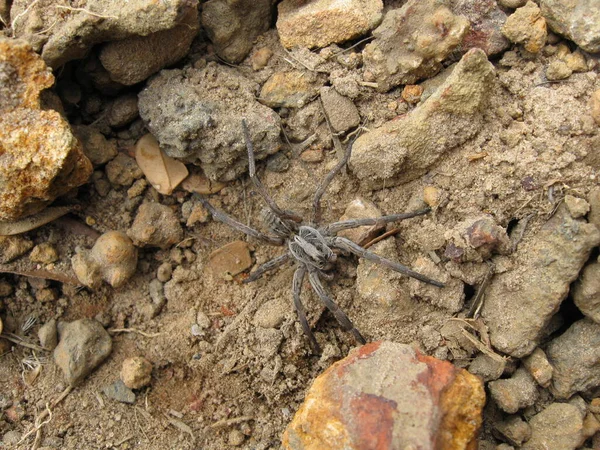 Nahaufnahme Von Insekten Der Natur — Stockfoto