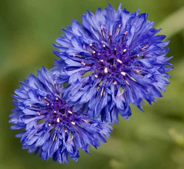 Spring Time Two Beautiful Blue Cornflower Flowers Green Background — Stock Photo, Image