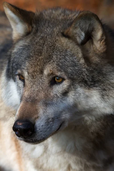 Primer Plano Los Animales Zoológico — Foto de Stock