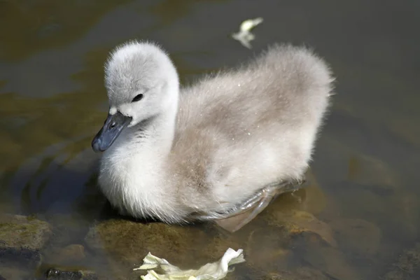 Vue Panoramique Cygne Majestueux Nature — Photo