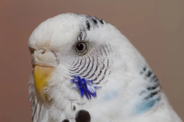 Aussichtsreiche Aussicht Auf Schöne Vögel Der Natur — Stockfoto