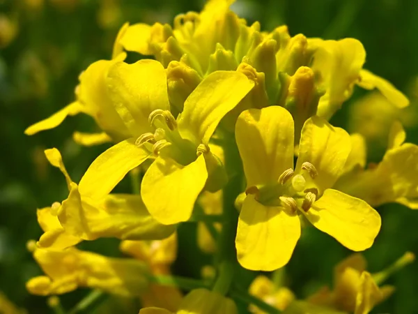 Una Fotografía Una Flor Amarilla Campo —  Fotos de Stock