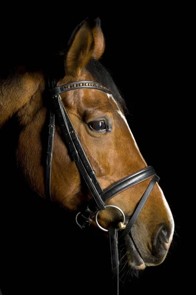 Schattig Paard Wilde Natuur — Stockfoto