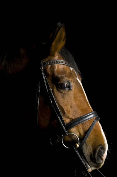 Schattig Paard Wilde Natuur — Stockfoto