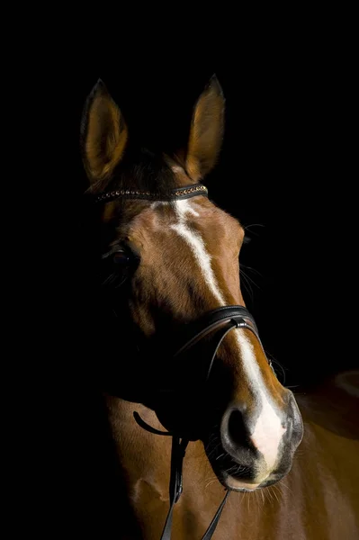 Schattig Paard Wilde Natuur — Stockfoto