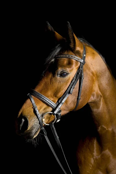 Lindo Caballo Naturaleza Salvaje — Foto de Stock