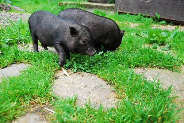 Animales Jóvenes Enfoque Selectivo — Foto de Stock