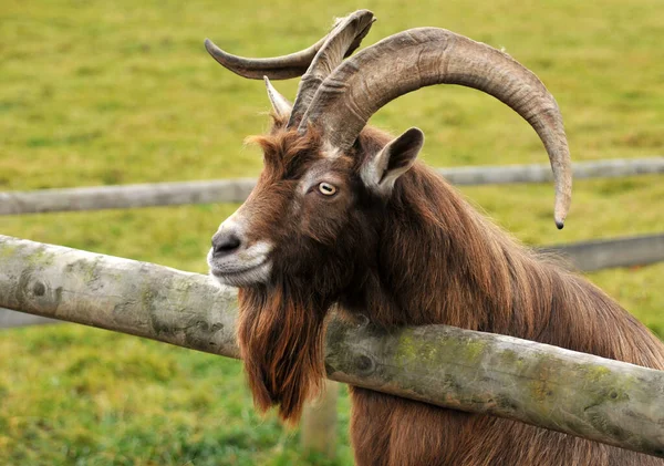 Dierenwelzijn Dierentuin — Stockfoto