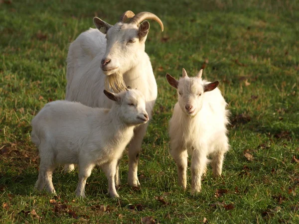 Cute Goat Daytime — Stock Photo, Image