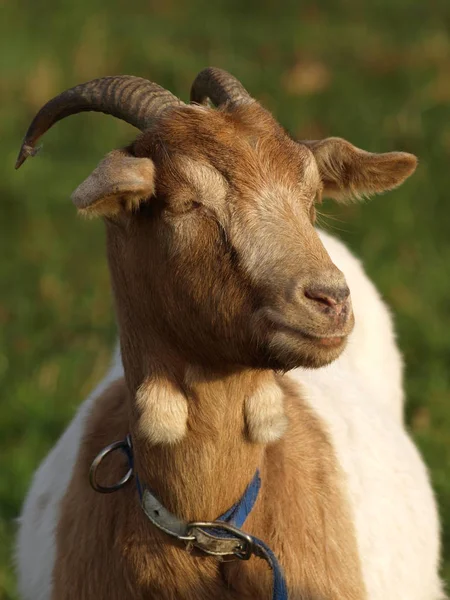 Animaux Domestiques Dans Les Pâturages Agricoles — Photo