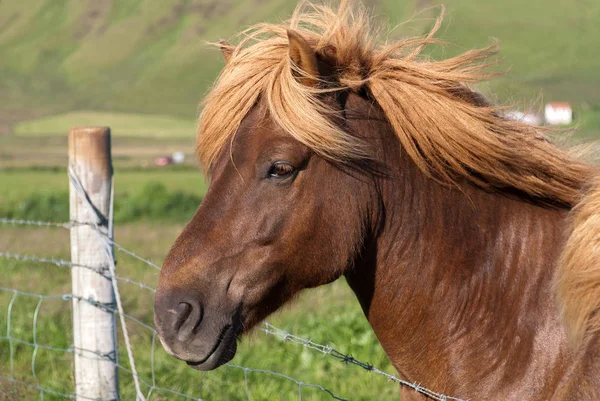 Primer Plano Caballo Rubio Iceland — Foto de Stock