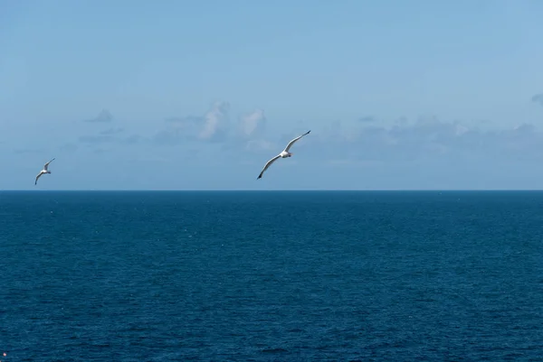 Pair Sea Gulls Port Isaac — Stock Photo, Image