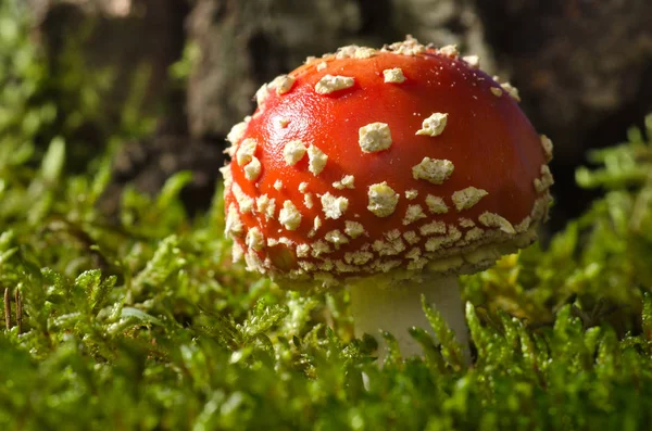 Paddestoel Het Birch Forest Amanita Muscaria — Stockfoto