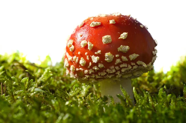 Fly Mushroom White Background Amanita Muscaria — Stock Photo, Image