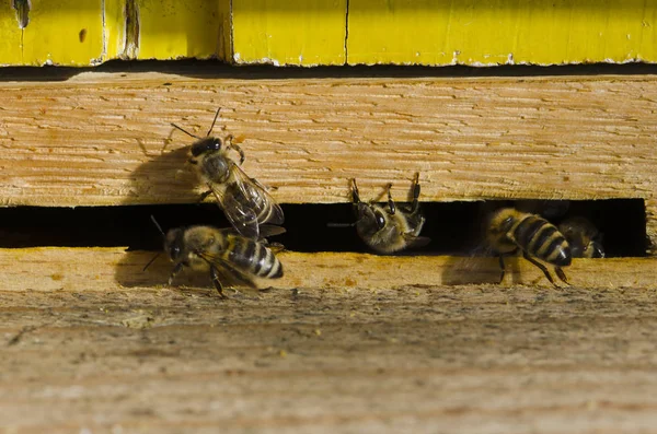 Abejas Entrada Colmena —  Fotos de Stock