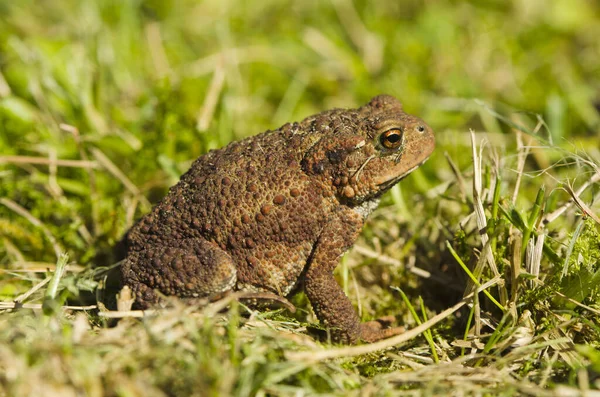 두꺼비 — 스톡 사진