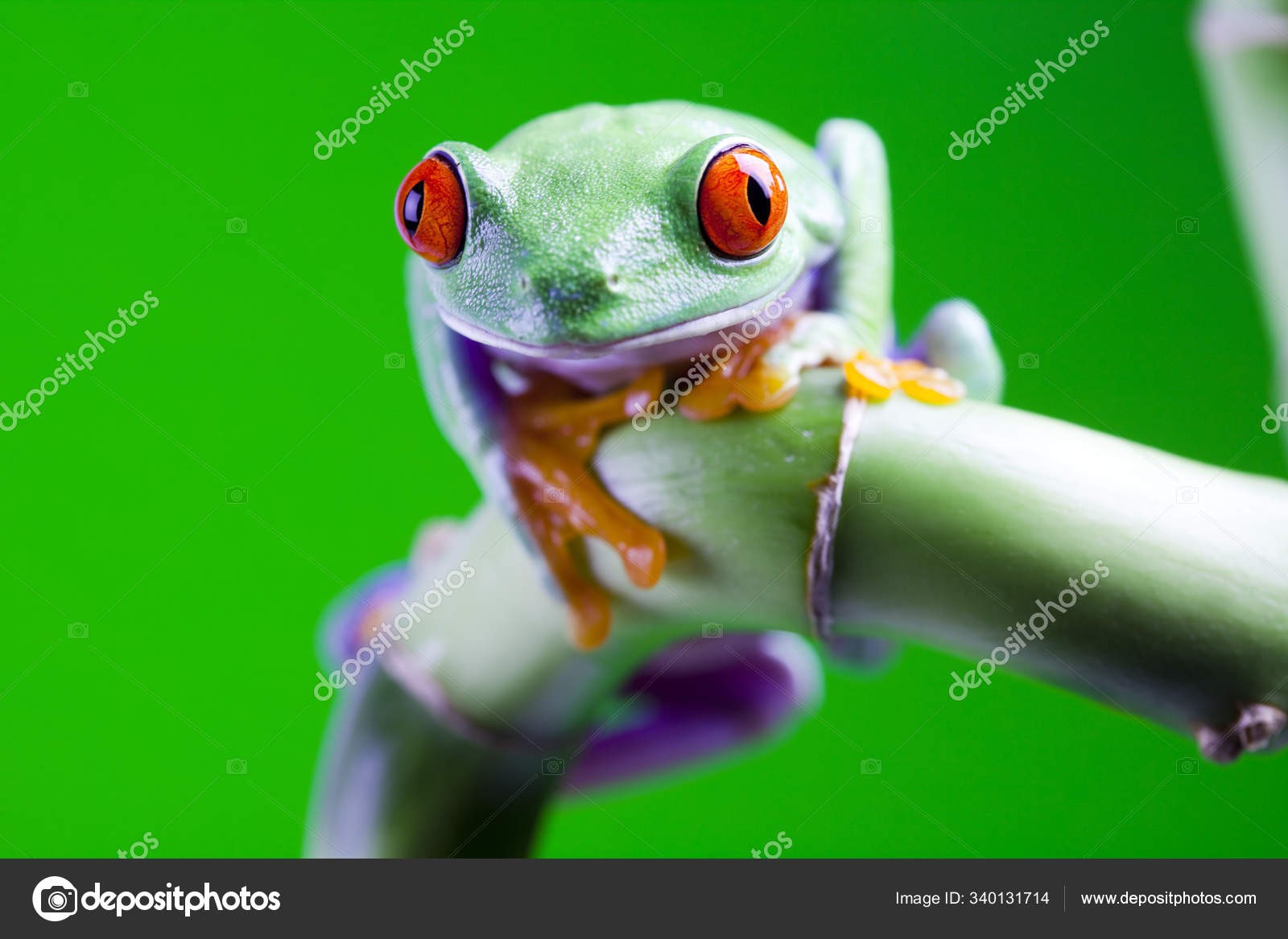 Small Frog Animal Tree Frog — Stock Photo © PantherMediaSeller #340131714