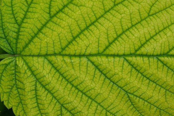 Leaf Surface Raspberry Leaf — Stock Photo, Image