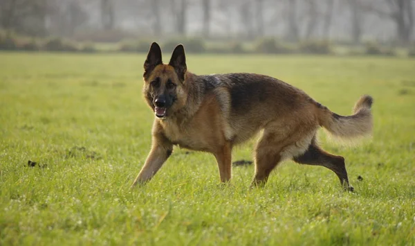 Jule Auf Einer Wiese — Stockfoto