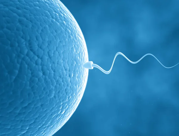 Спермоклетки Яйцеклетки — стоковое фото
