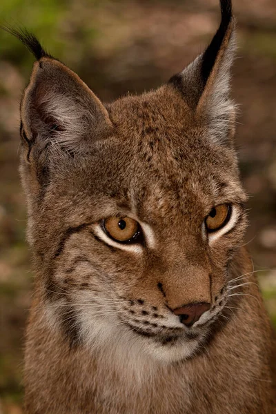 Lynx Depredador Felino Grande Gato —  Fotos de Stock