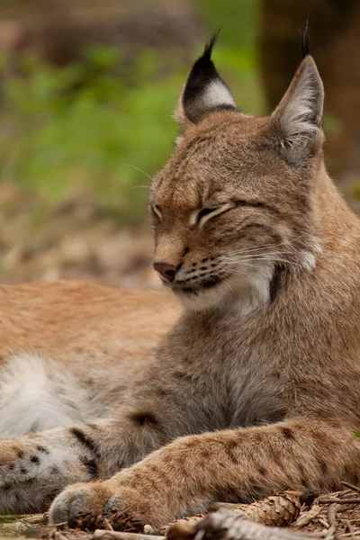 Lynx Depredador Felino Grande Gato —  Fotos de Stock