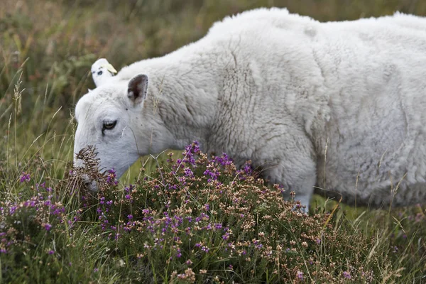 スコットランドのヒースランドで食べる白い羊を歌い — ストック写真