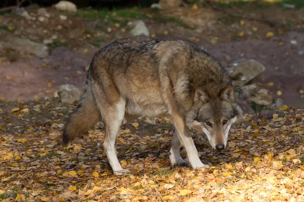 Primer Plano Los Animales Zoológico — Foto de Stock