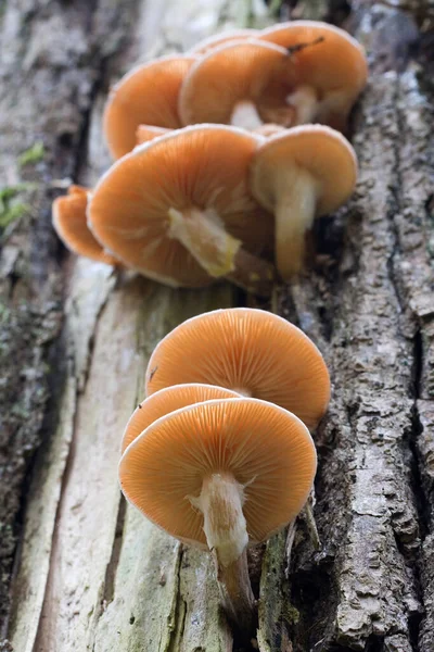 Culture Champignons Dans Forêt Fond Nature — Photo