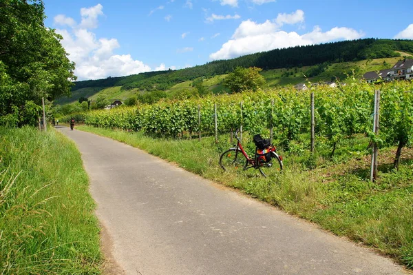Bike Path Vineyards Moselle — Stockfoto