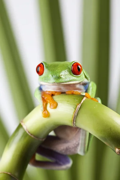 Malé Žabí Zvíře Stromová Žába — Stock fotografie