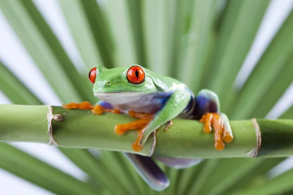 Pequeno Animal Sapo Árvore — Fotografia de Stock