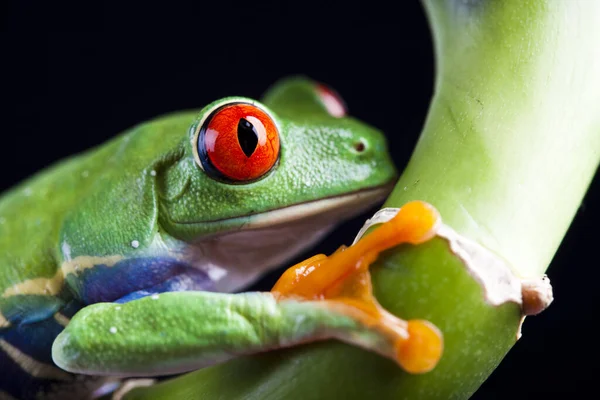 Pequeno Animal Sapo Árvore — Fotografia de Stock