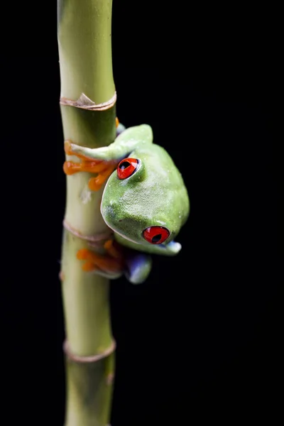 Pequeño Animal Rana Rana Árbol —  Fotos de Stock