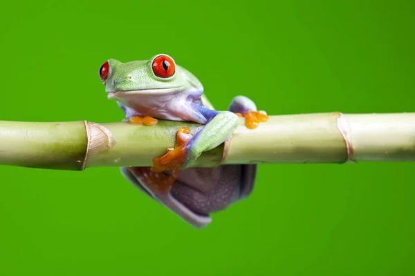 Pequeño Animal Rana Rana Árbol — Foto de Stock