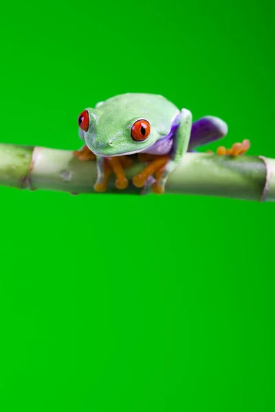 小青蛙 — 图库照片