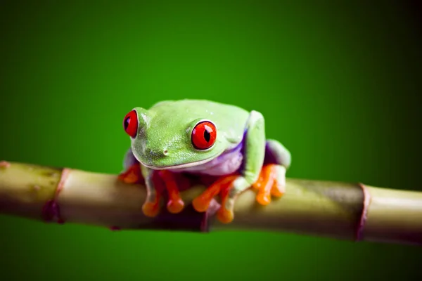 小さなカエル動物 ツリーカエル — ストック写真