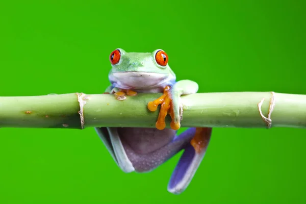Small Frog Animal Tree Frog - Stock-foto