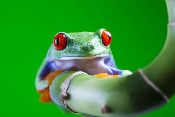 Malé Žabí Zvíře Stromová Žába — Stock fotografie